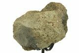 Dinosaur (Triceratops) Frill Shield Section w/ Stand - South Dakota #383112-1